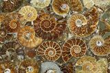 Plate Made Of Agatized Ammonite Fossils #51050-3